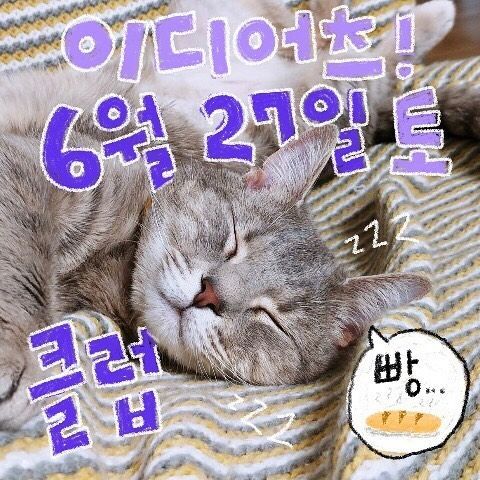6월 빵 공연 poster 2