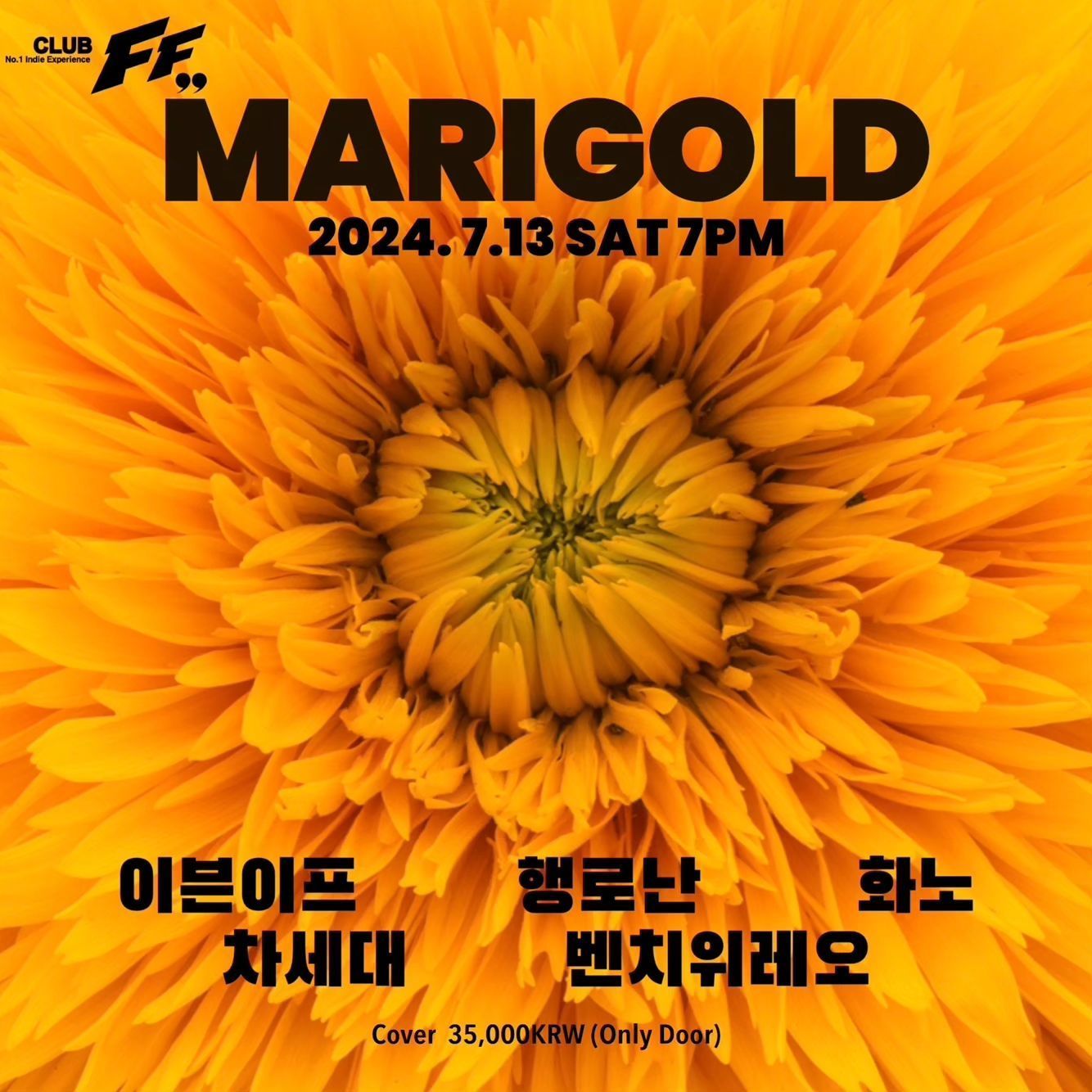 Marigold