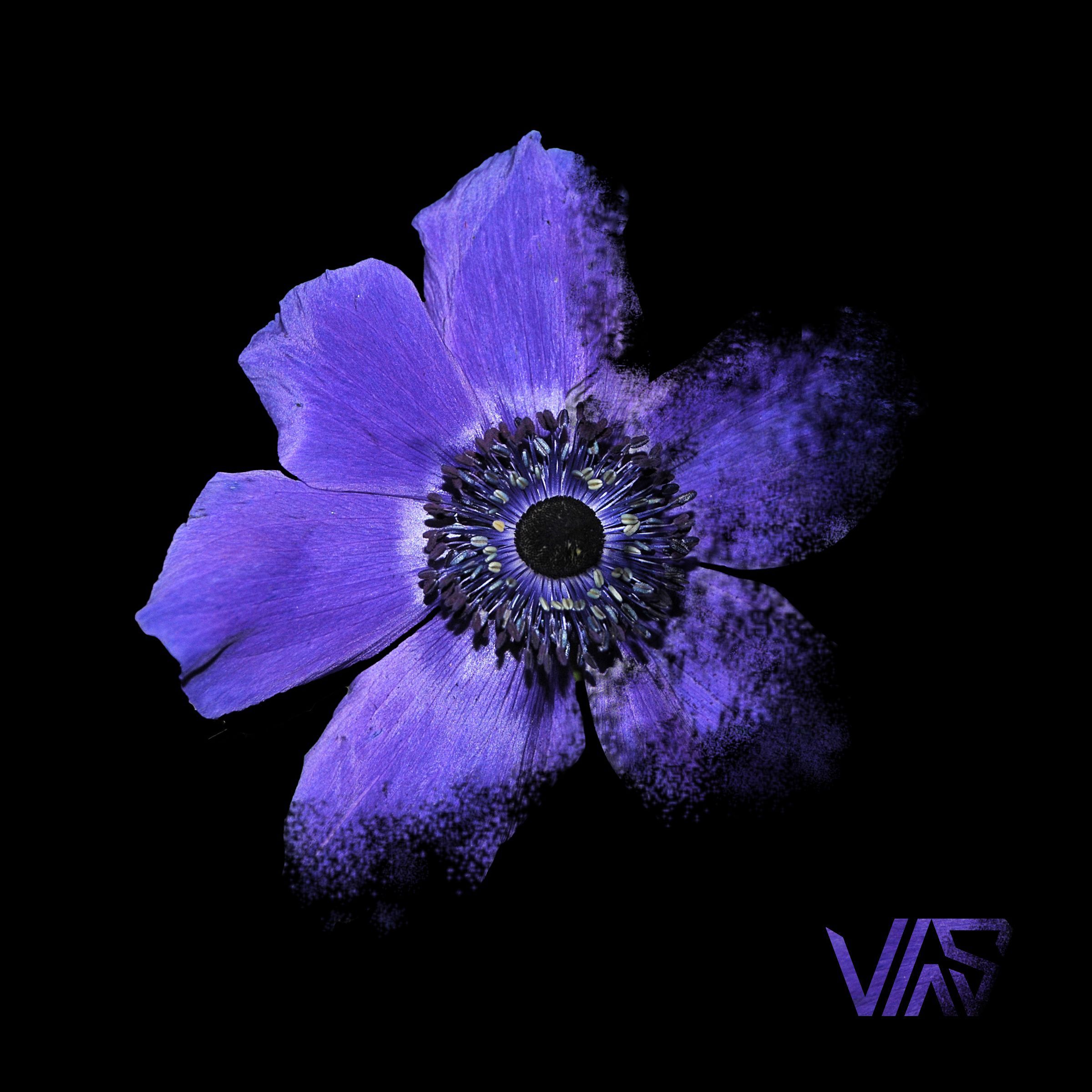 Anemone